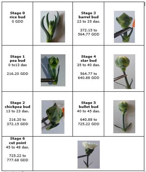 Development stages for flower buds in standard carnation (Dianthus