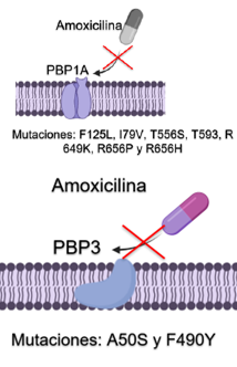 <fig>Figura 4</fig>. Mutaciones en las proteínas PBP1A<i> </i>y PBP3 asociadas a la resistencia a amoxicilina de <i>Helicobacter pylori</i> en Colombia