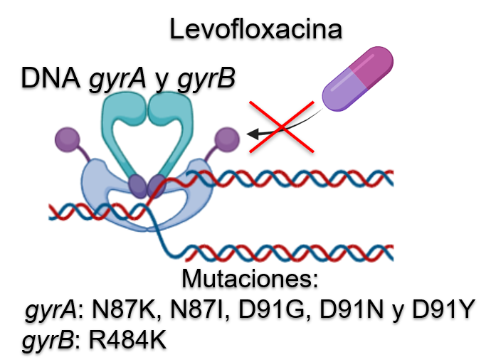 <fig>Figura 6</fig>. Mutaciones en las proteínas del gen <i>gyrA </i>y <i>gyrB</i> asociadas a la resistencia a amoxicilina de <i>Helicobacter pylori</i> en Colombia