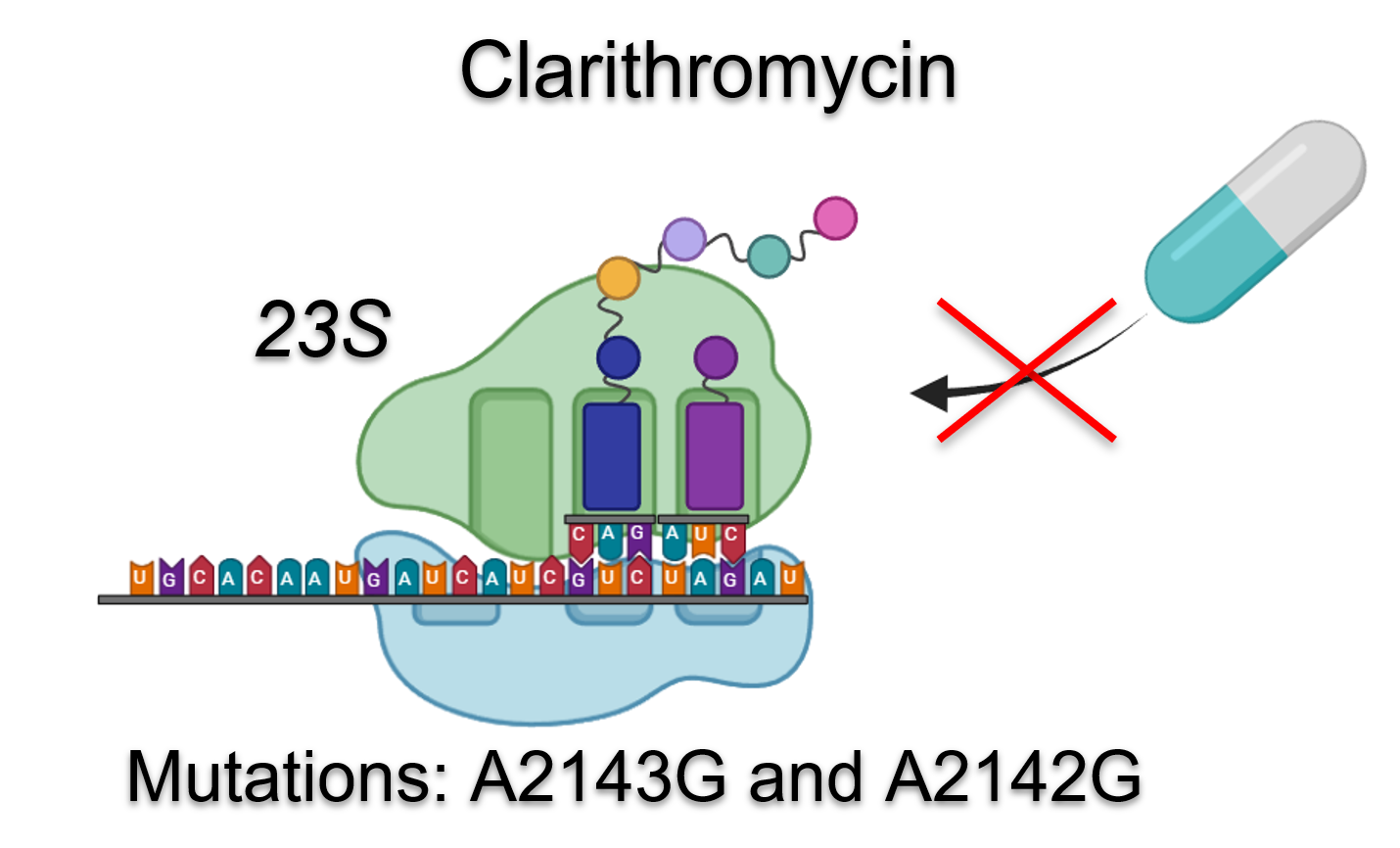 <fig>Figure 2</fig>. Mutations in the <i>23S</i> gene associated with clarithromycin resistance in <i>Helicobacter pylori</i> in Colombia