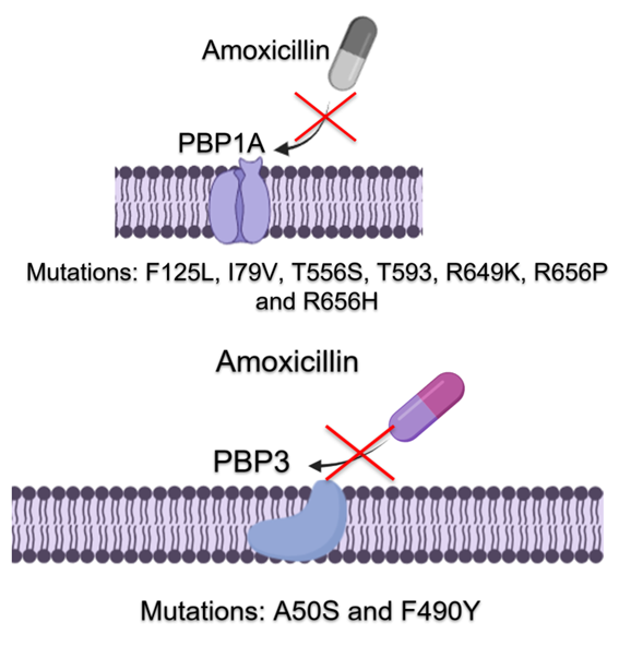 <fig>Figure 4</fig>. Mutations in the PBP1A and PBP3 proteins associated with amoxicillin resistance in <i>Helicobacter pylori</i> in Colombia.
