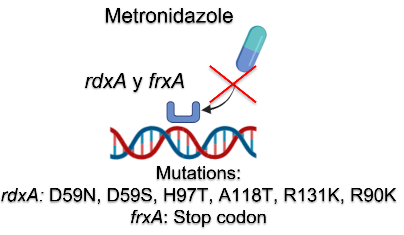 <fig>Figure 5</fig>. Mutations in the <i>rdxA</i> and <i>frxA</i> genes associated with metronidazole resistance in <i>Helicobacter pylori</i> in Colombia.