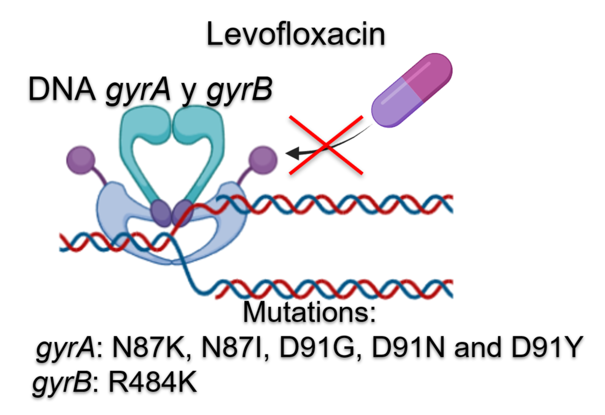 <fig>Figure 6</fig>. Mutations in the GyrA and GyrB proteins associated with levofloxacin resistance in <i>Helicobacter pylori</i> in Colombia.